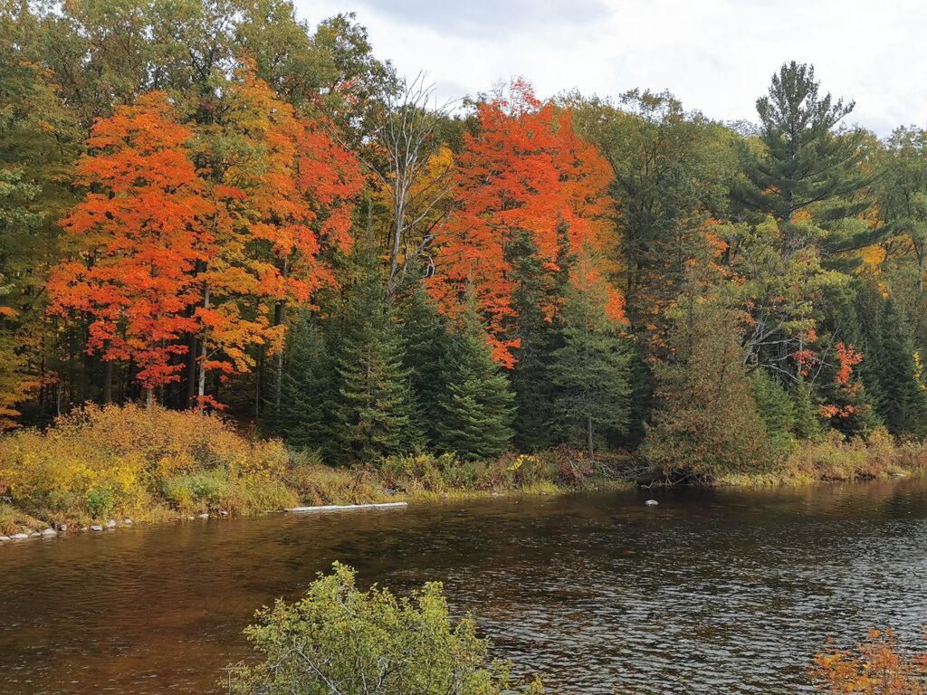 Fall scenery overlooking Crowe River at Callaghan's Rapids Conservation Area