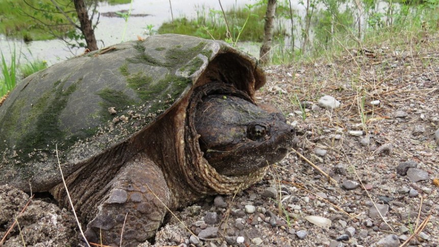 Snapping Turtle Laying Eggs – Crowe Valley Conservation